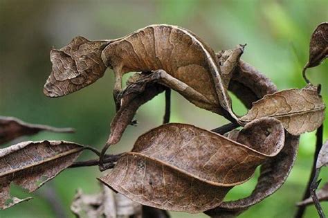 壁虎 風水|在風水學中：家裡進壁虎是什麼寓意？4種預兆要「小心」了